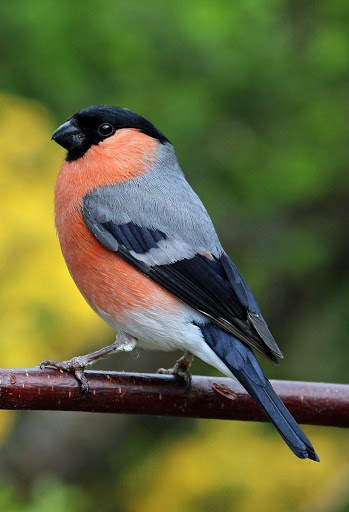 Bullfinch wallpapers screenshot 6