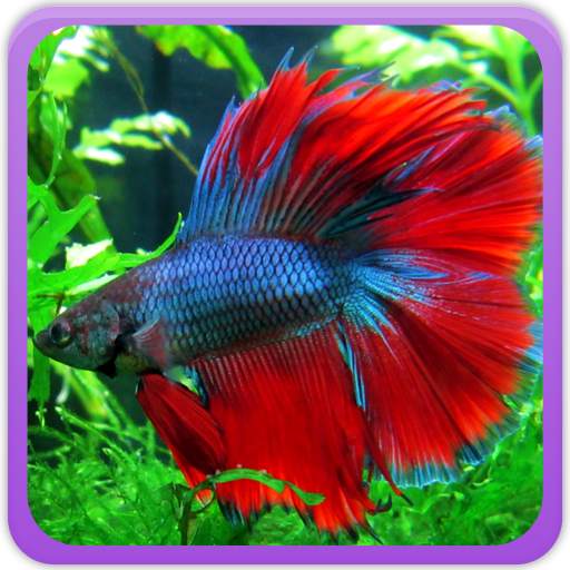 Betta Fish Wallpaper 2.0