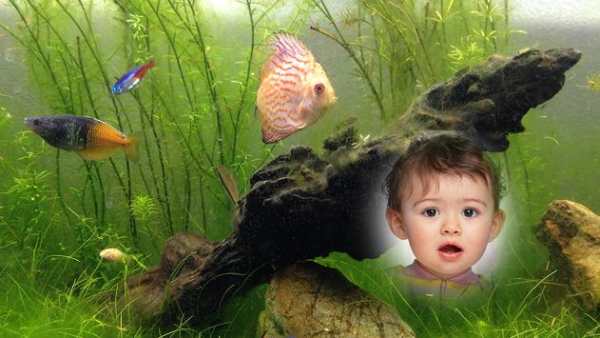 Fish Aquarium Photo Frame screenshot 3