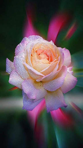 Rose Wallpaper HD screenshot 4