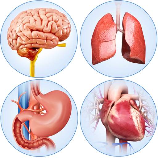 Organs Anatomy Pro. 2.6