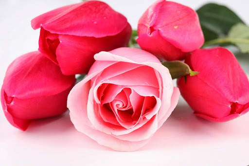 Flowers and Roses Images Gifs screenshot 2
