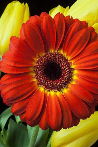 Flower Images, Flower Wallpapers, Roses 6 تصوير الشاشة