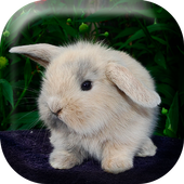 Fluffy Bunny Live Wallpaper icon