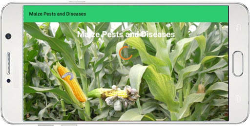 Maize Pests and Diseases screenshot 1