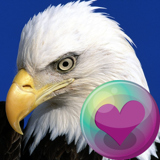Eagles HD Wallpapers icon