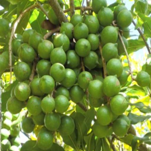 KALRO Macadamia Nut 1.0