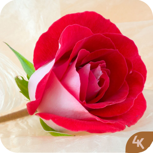 Rose Wallpaper (4k) icon