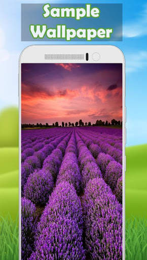 Lavender Wallpaper - Flower Wallpaper screenshot 3