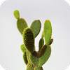 Cactus Wallpaper 1.03