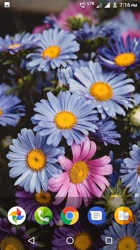 Beautiful Flowers HD Wallpaper screenshot 2
