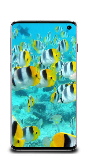 Fish Wallpaper screenshot 3