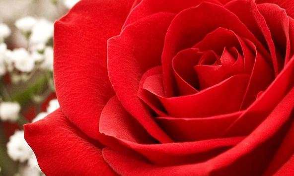 Roses 3d Wallpapers screenshot 4