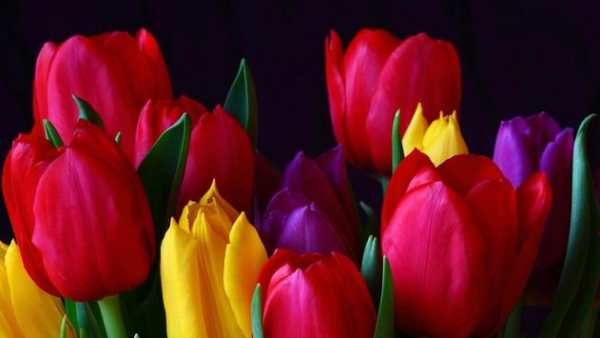 Tulip.Flowers wallpaper स्क्रीनशॉट 6