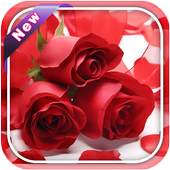 Red Rose Image And Wallpaper 1.4