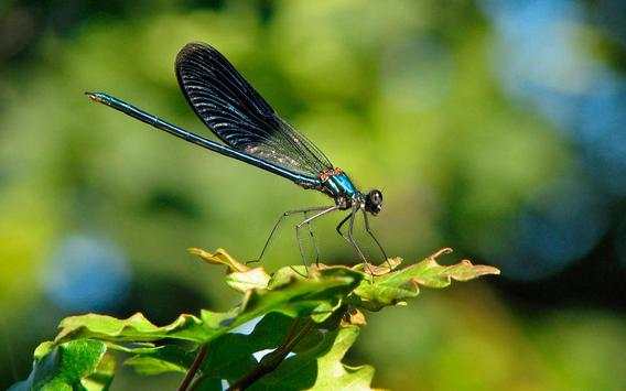 Dragonflies and Butterflies live wallpaper screenshot 10
