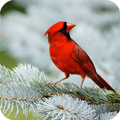 Bird HD Live Wallpaper icon