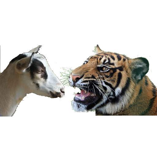 Bagh-Bakri (Tiger-Goat) 2.3