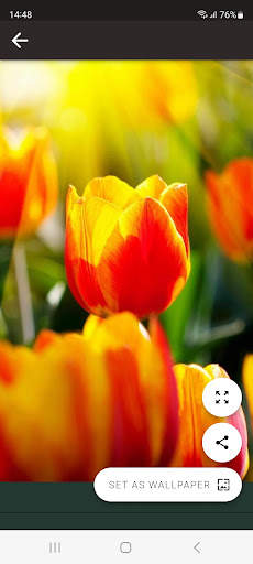 Tulips HD wallpaper screenshot 4