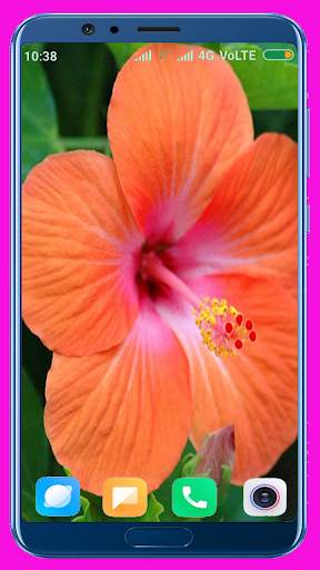 Hibiscus Flower Wallpaper Best 4K screenshot 3