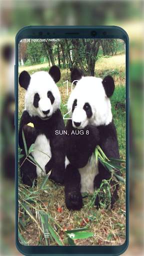 Cute Panda Wallpapers HD for Android screenshot 3