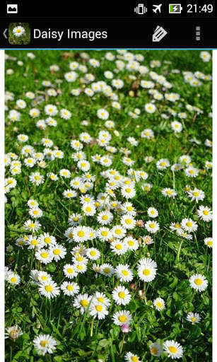 DaisyBG: Flower Wallpaper screenshot 11