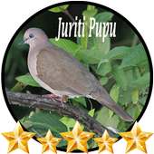 Juriti Pupu Canto on 9Apps