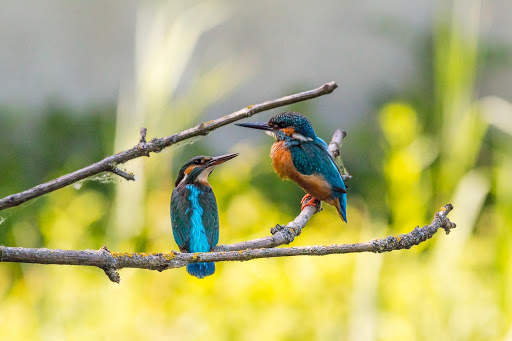 Birds Wallpaper HD : backgrounds & themes screenshot 14