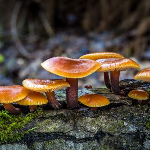 Mushrooms Live Wallpaper 1.0.9