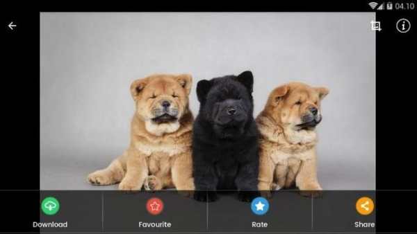 Wallpaper Chow Chow Puppies screenshot 9