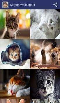 Kittens Wallpapers screenshot 1