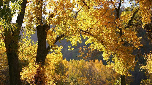 Autumn Wallpapers HD & 4k Backgrounds screenshot 16