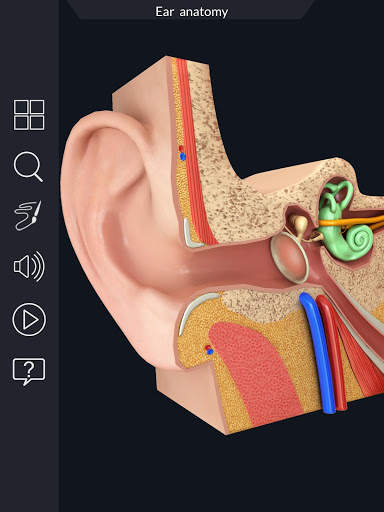 My Ear Anatomy screenshot 7