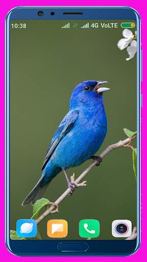 Bird Wallpaper Best 4K स्क्रीनशॉट 6