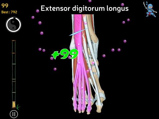 Anatomy Ninja Lower Limb screenshot 15