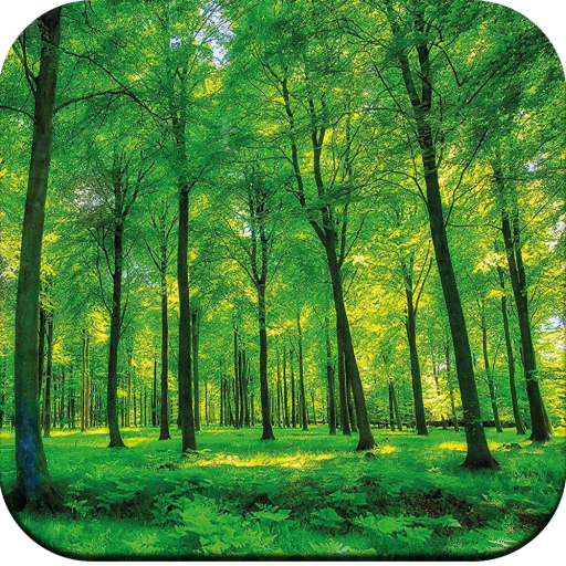 Forest Wallpaper HD icon
