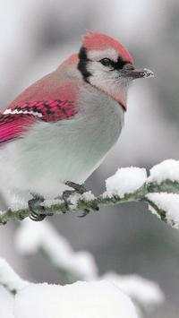 Beautiful Birds Wallpapers HD screenshot 8