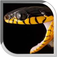 Snake Live Wallpaper logo