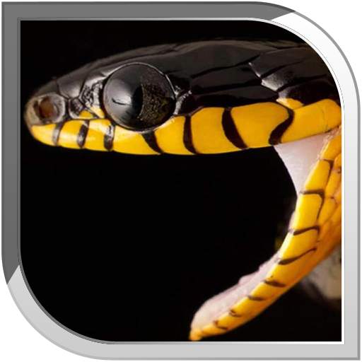Snake Live Wallpaper 10.11