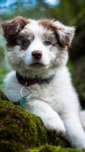 Dog Wallpapers screenshot 3
