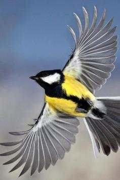 Birds Wallpaper screenshot 16
