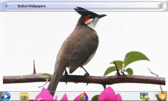 Bulbul Wallpapers screenshot 21