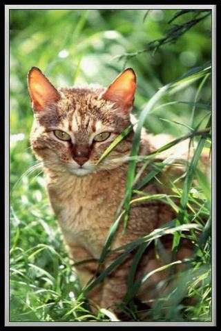 Cat translator screenshot 1