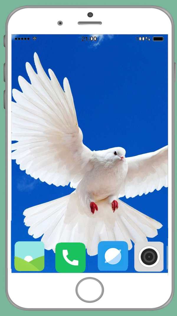 Pigeon Full HD Wallpaper screenshot 13