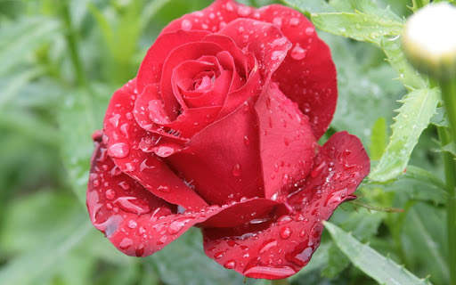 Rosa Live Wallpaper screenshot 10