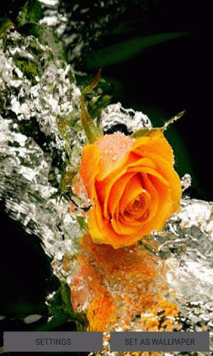 Lovely Yellow Rose LWP screenshot 1