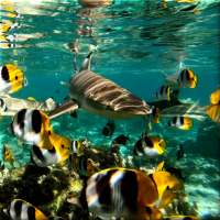 Underwater Live Wallpaper logo
