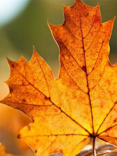 Free Autumn Wallpaper screenshot 1