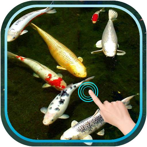 Magic Touch Koi Fish 2.5