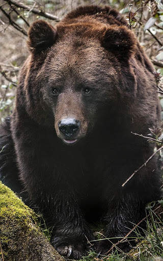 Bear Wallpapers | hd backgrounds screenshot 8